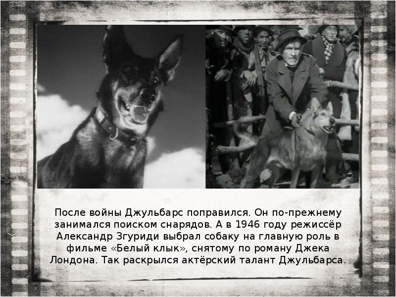 Собаки герои Великой Отечественной войны. Собака для презентации. Джульбарс собака герой войны. Собаки герои литературных произведений