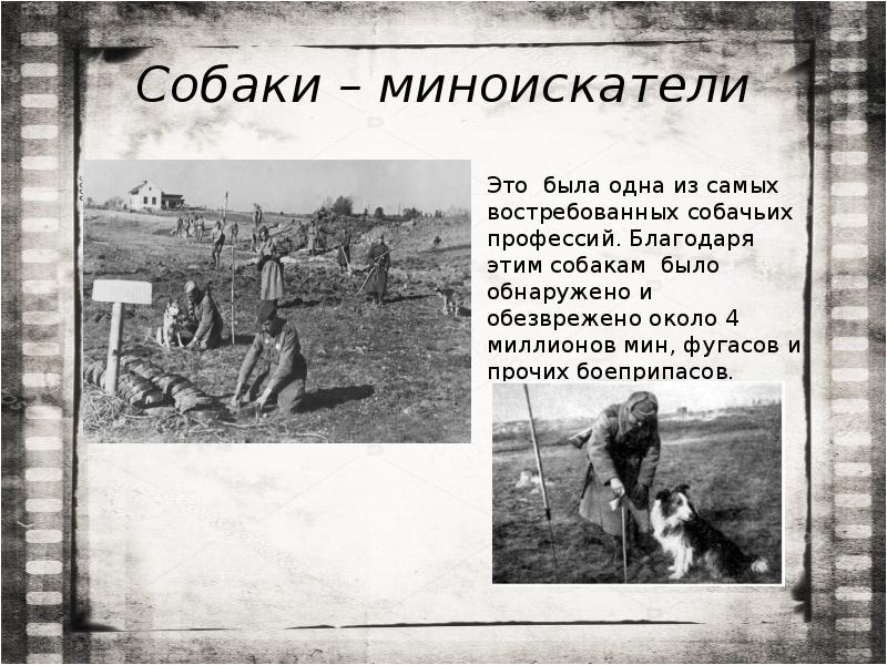 Собаки – миноискатели Собаки – миноискатели