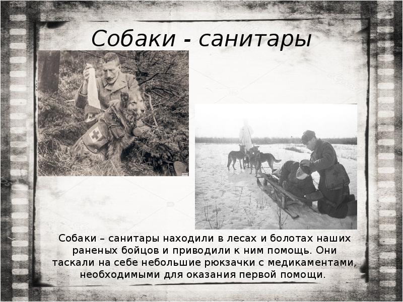 Собаки - санитары Собаки - санитары