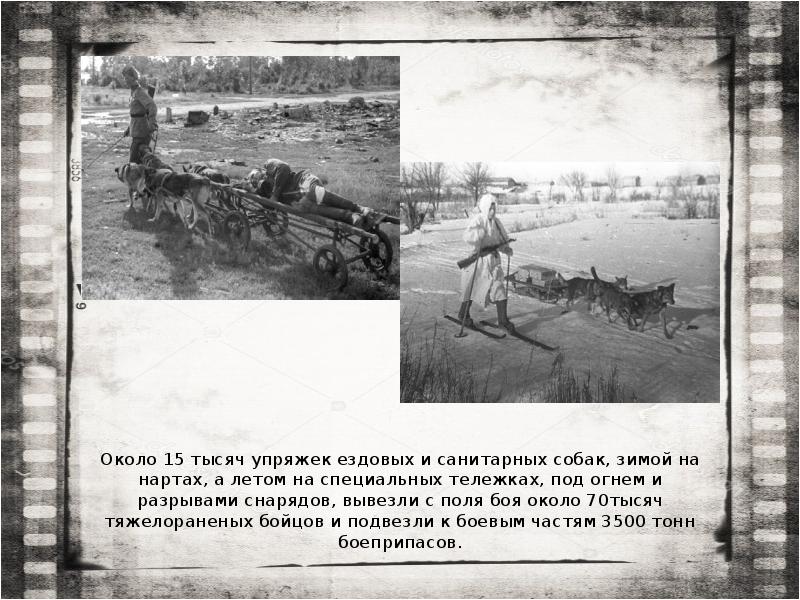 Около 15 тысяч упряжек ездовых и санитарных собак, зимой на нартах, Около 15 тысяч упряжек ездовых и санитарных собак, зимой на нартах,