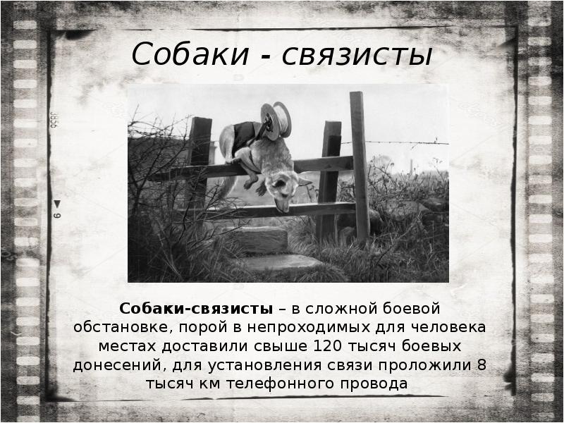 Собаки - связисты Собаки - связисты