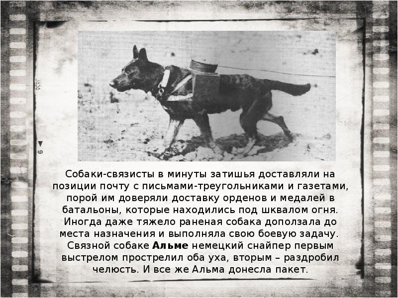 Собаки-связисты в минуты затишья доставляли на позиции почту с письмами-треугольниками и Собаки-связисты в минуты затишья доставляли на позиции почту с письмами-треугольниками и