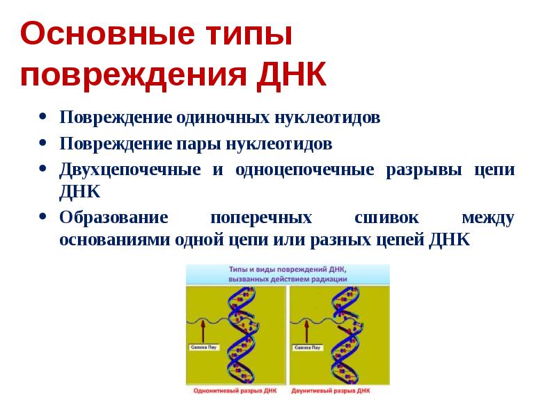 Одноцепочечная рнк. Двухцепочечная молекула РНК. Вирусы с двухцепочечной РНК. Типы повреждений ДНК. Одноцепочечная ДНК.