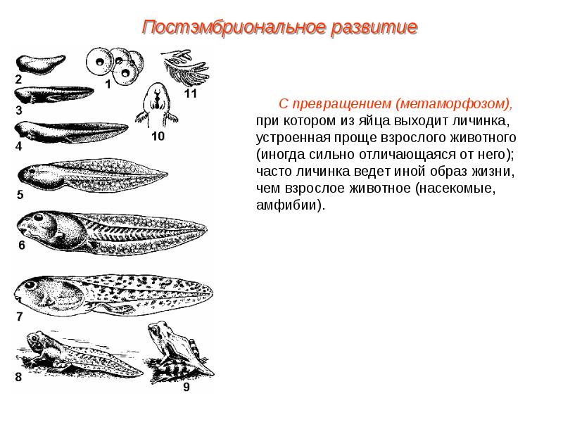 Постэмбриональное развитие презентация