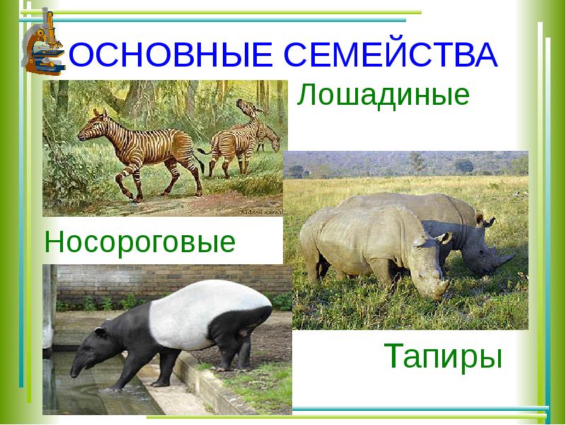 Презентация по биологии непарнокопытные