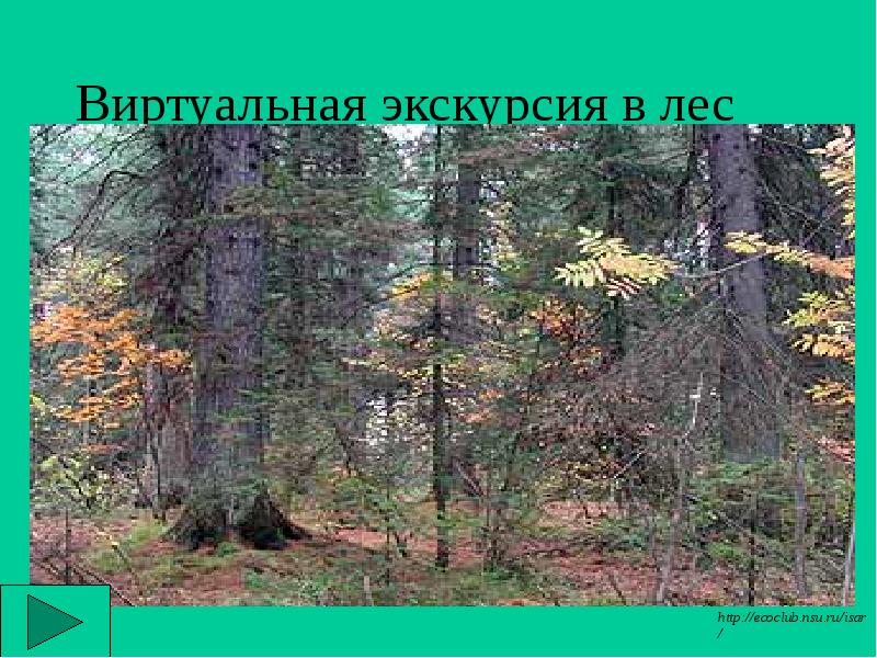 Виртуальная экскурсия в лес