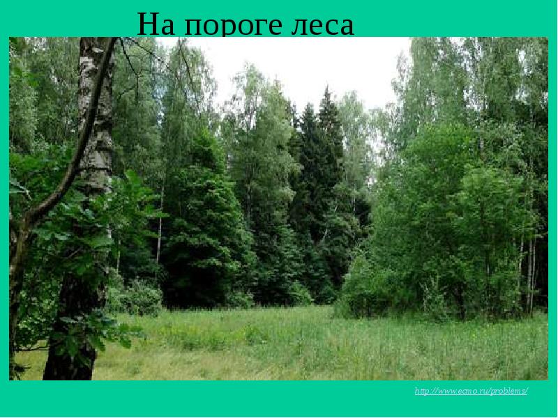 На пороге леса