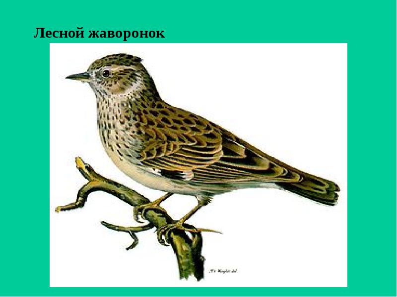 Лесной жаворонок