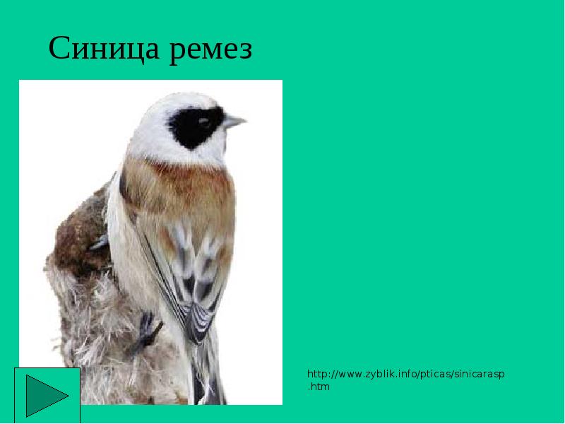 Синица ремез