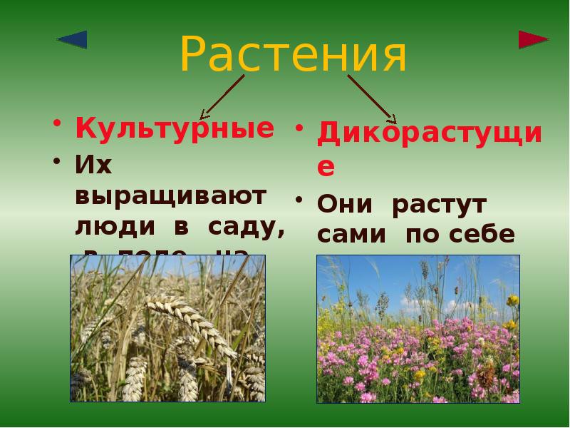 Тест 2 класс дикорастущие и культурные растения