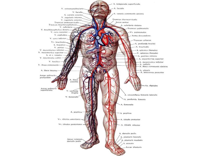 Артериальная система человека анатомия схема