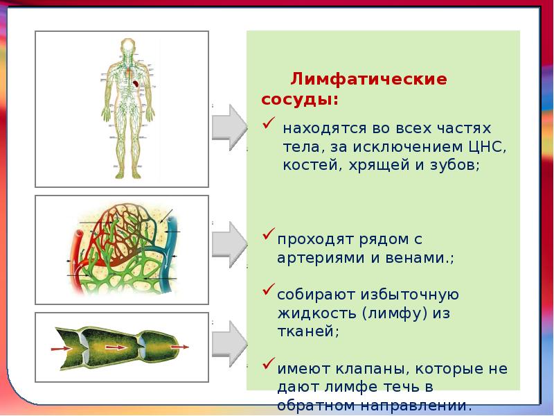 Классификация лимфатических сосудов. Лимфососуды расположение в организме. Клапаны образованы складками.