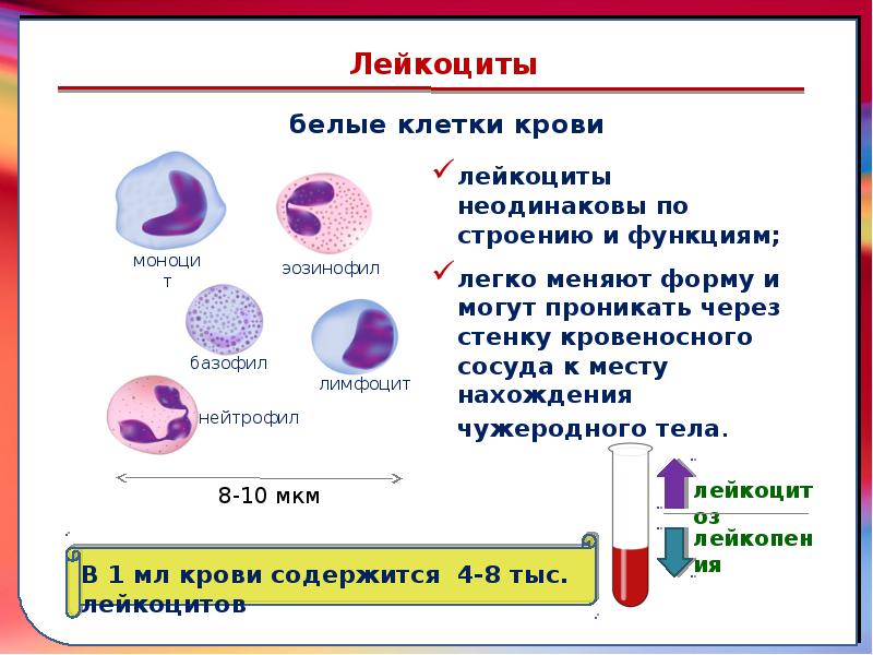 Лейкоциты в крови животного