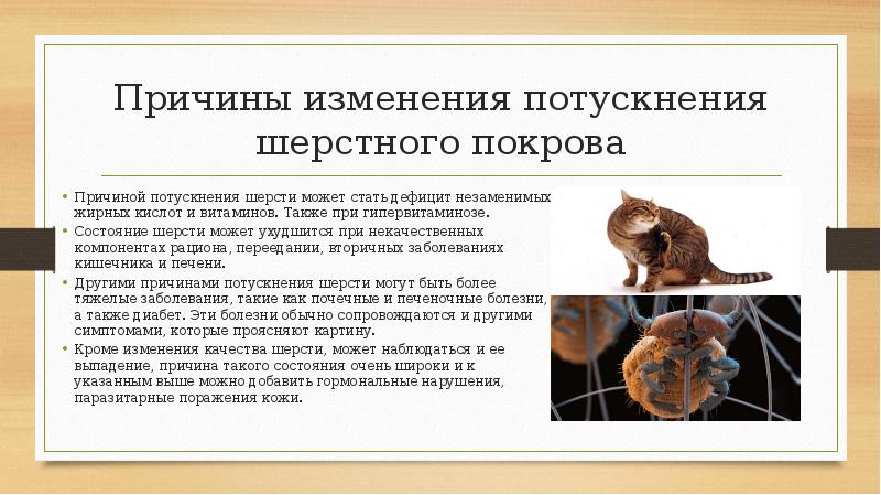 Причины изменения потускнения шерстного покрова Причиной потускнения шерсти может стать дефицит