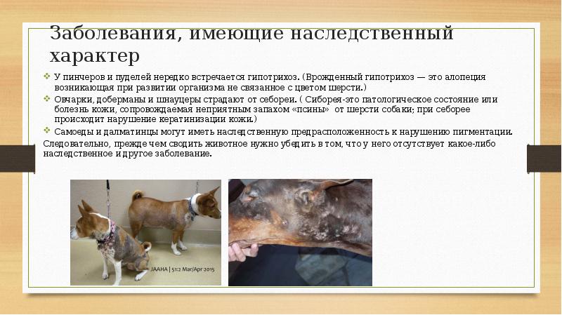 Заболевания, имеющие наследственный характер  У пинчеров и пуделей нередко встречается