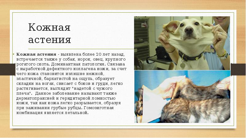 Кожная астения Кожная астения - выявлена более 20 лет назад, встречается