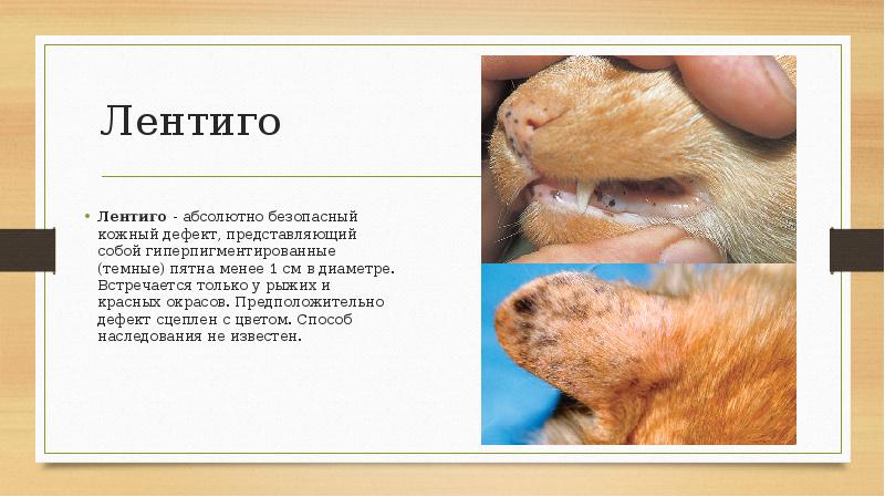 Лентиго Лентиго - абсолютно безопасный кожный дефект, представляющий собой гиперпигментированные (темные)