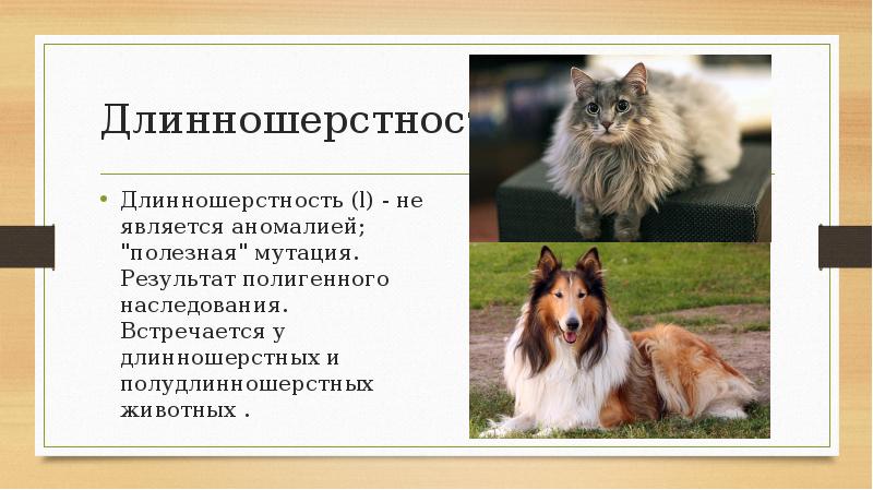 Длинношерстность Длинношерстность (l) - не является аномалией; "полезная" мутация. Результат полигенного