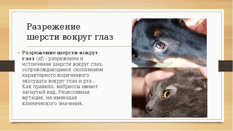 Разрежение шерсти вокруг глаз  Разрежение шерсти вокруг глаз (sf) -