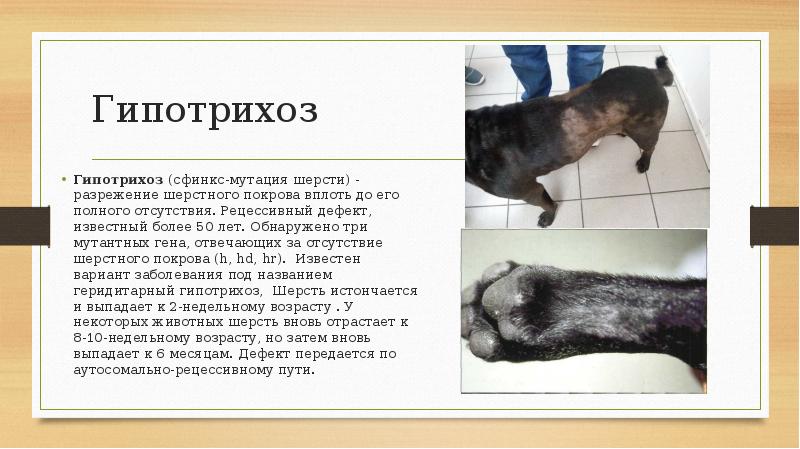 Гипотрихоз Гипотрихоз (сфинкс-мутация шерсти) - разрежение шерстного покрова вплоть до его