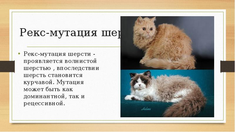 Рекс-мутация шерсти  Рекс-мутация шерсти - проявляется волнистой шерстью , впоследствии