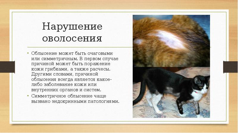 Нарушение оволосения Облысение может быть очаговыми или симметричным. В первом случае