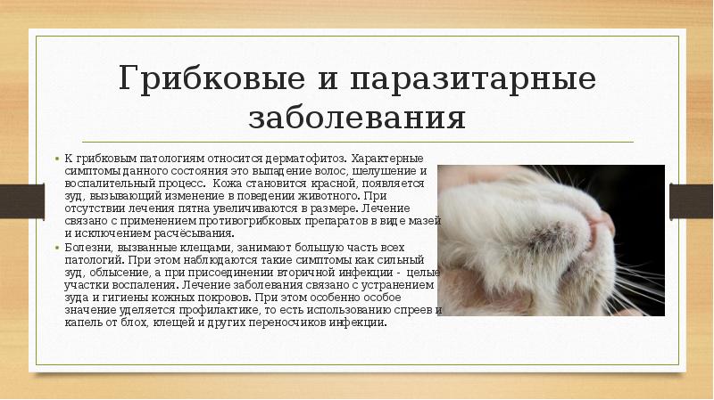 Грибковые и паразитарные заболевания К грибковым патологиям относится дерматофитоз. Характерные симптомы