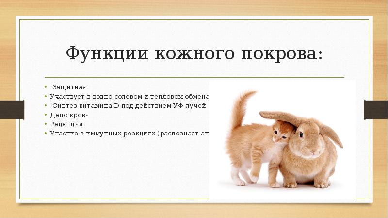 Функции кожного покрова:  Защитная Участвует в водно-солевом и тепловом обменах