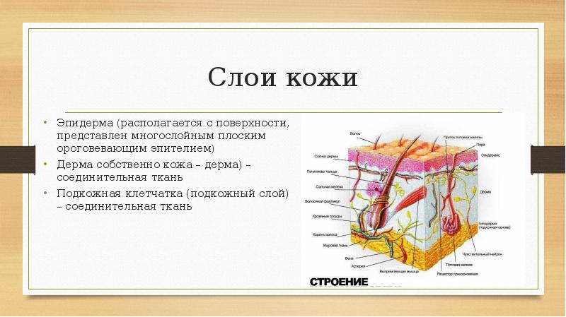 Слои кожи Эпидерма (располагается с поверхности, представлен многослойным плоским ороговевающим эпителием)