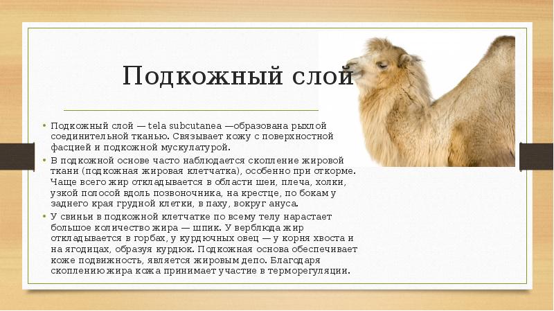 Подкожный слой Подкожный слой — tela subcutanea —образована рыхлой соединительной тканью.