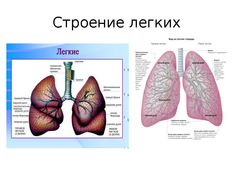 Презентация строение легких