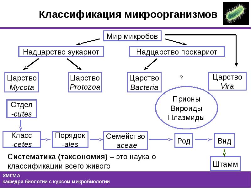 Микробиология в таблицах и схемах