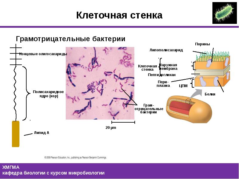 Клеточная стенка бактерий. Строение грамм отрицательные бактерии. Клеточная стенка микробиология грамотрицательных. Строение стенки грамм отрицательные бактерии. Клеточная стенка грам+ и грам- бактерий.