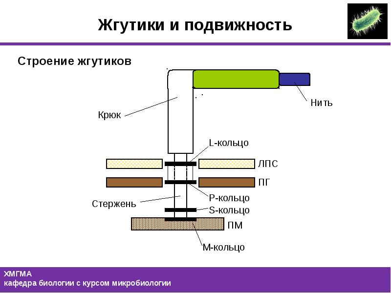 Размер жгутика. Строение жгутика. Строение жгутика микробиология. Строение жгутиков. Строение жгутика у грамотрицательных и грамположительных бактерий.