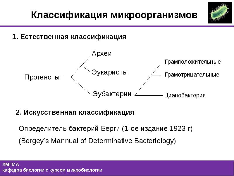 Естественная классификация. Царства микроорганизмов микробиология. Классификация Берги микробиология. 1. Классификация микроорганизмов.. Искусственная классификация бактерий.