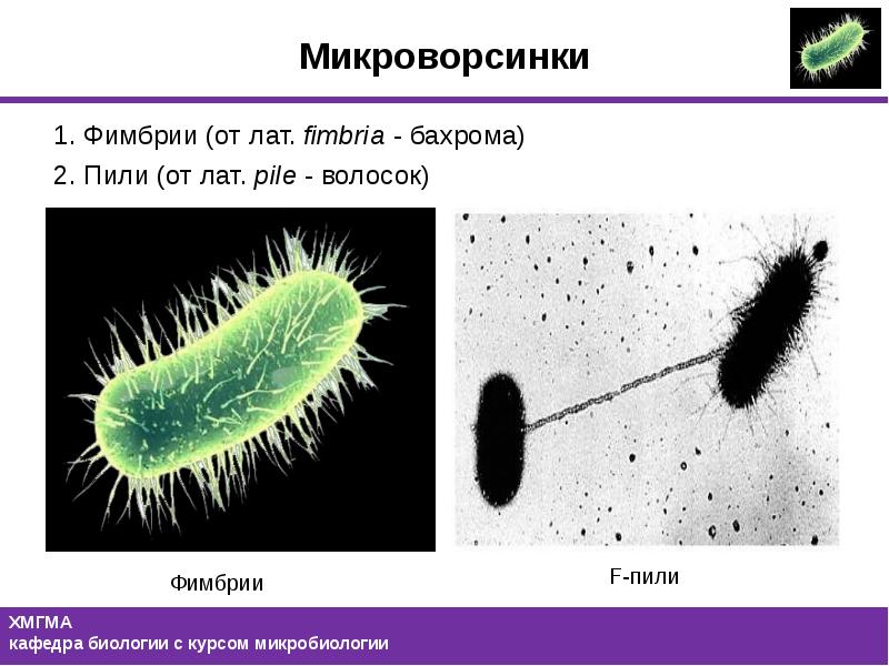 Пили у простейших. Пили (фимбрии, ворсинки). Фимбрии бактерий строение. Фимбрии (пили 1 типа) обеспечивают. Реснички бактерий микробиология.