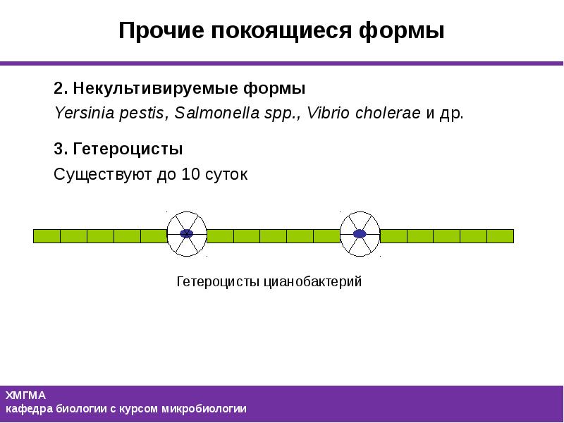 В вегетативной и покоящихся формах существуют. 2n 2 биология.