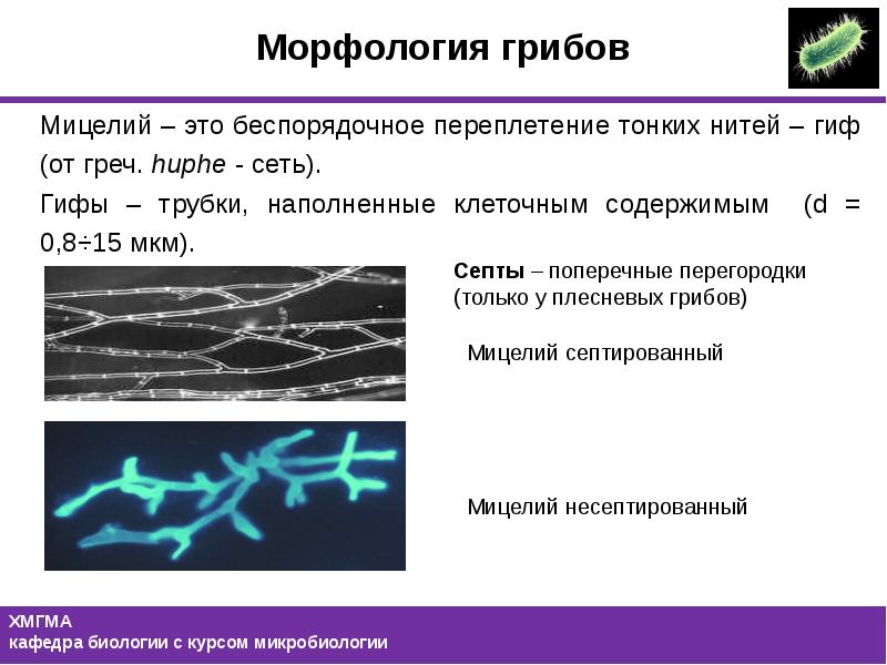 Гифы это тонкие нити. Несептированный мицелий. Гифы это микробиология. Мицелий это микробиология.