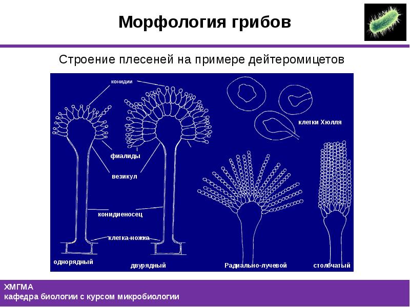 Морфология грибов рисунки