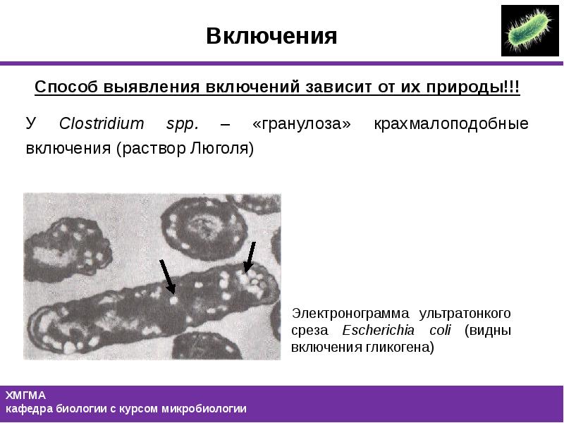 Презентация морфология и классификация микроорганизмов