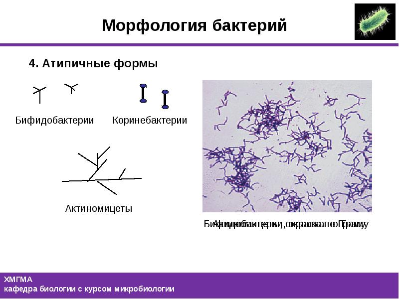 Актиномицеты микробиология презентация