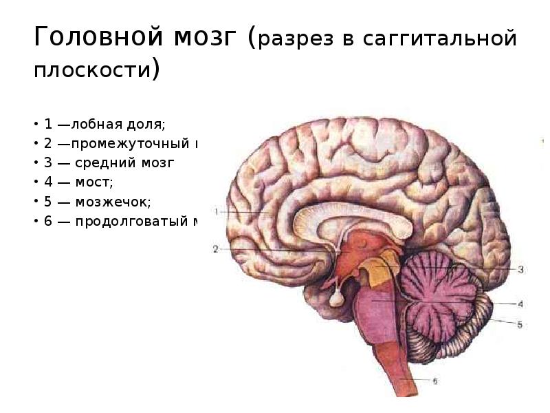 Мозг 4 5