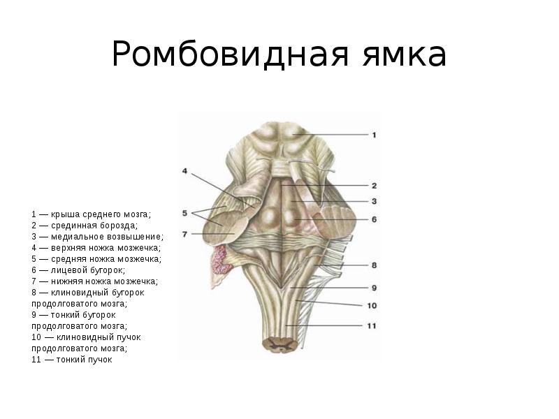 Ромбовидная ямка анатомия рисунок