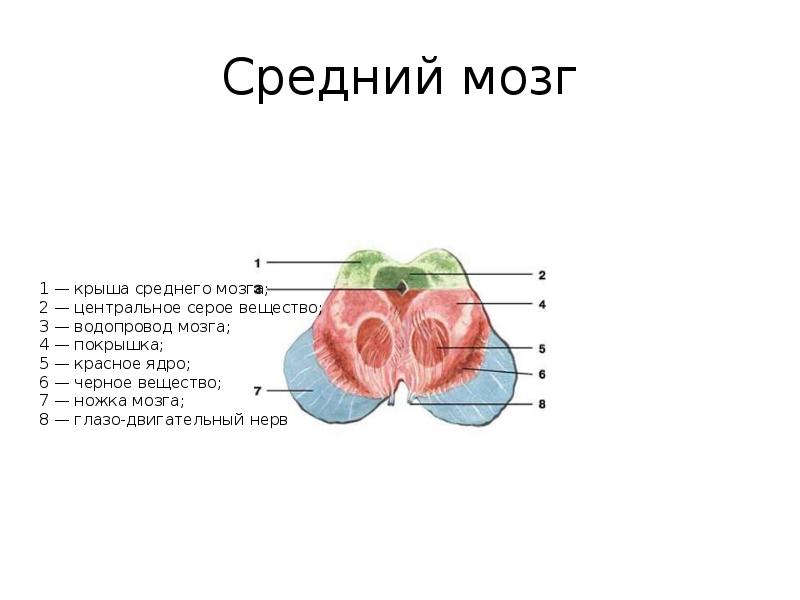 Средняя область. Покрышка ножки среднего мозга. Ядра крыши среднего мозга. Ядра покрышки среднего мозга. Черное вещество среднего мозга.