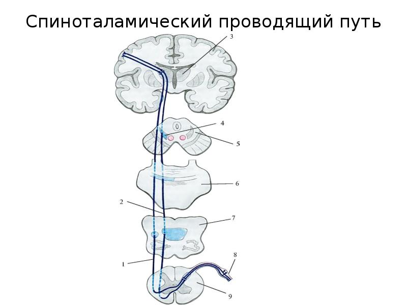 Спиноталамический путь схема