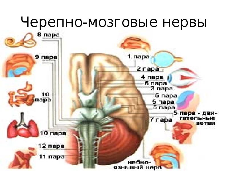 Центральная нервная система фото