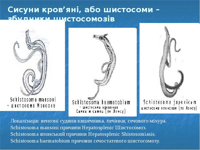 Сисуни кров’яні, або шистосоми – збудники шистосомозів