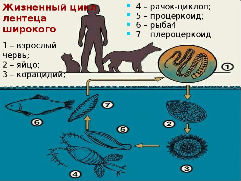 4 – рачок-циклоп;  5 – процеркоид;  6 – рыба4
