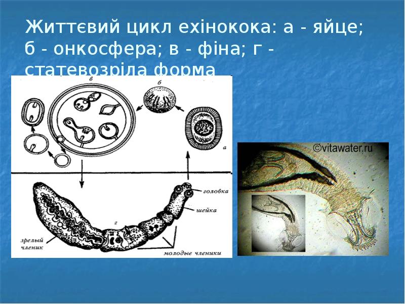 Життєвий цикл ехінокока: а - яйце; б - онкосфера; в -