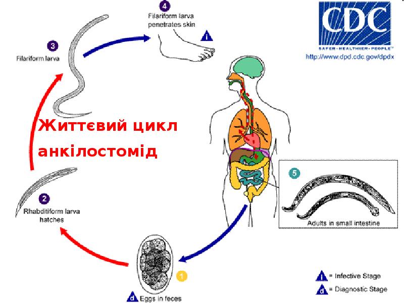 Життєвий цикл анкілостомід